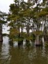 A closer look at the cypress trees